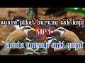 Download Lagu Suara pikat burung cucak kopi mp3