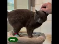 March 2025 HS Pet