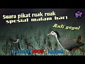 Download Lagu Suara pikat ruak ruak spesial malam hari || Bintang pikat.