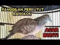 Download Lagu PERKUTUT BANGKOK GACOR MEMANGGIL BUNYI SEMUA BURUNG PERKUTUT 