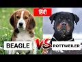 Beagle Vs Rottweiler Dog VS Dog PET INFO Which One is Best For You as a Pet