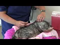 How to Give Cat Fluids at Home SQ Fluid Administration for Cats