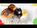 Download Lagu ✅ Lagu Anak Ayam Tek Kotek Kotek | Lagu Anak Indonesia Versi Dangdut