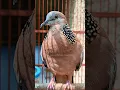 Download Lagu BURUNG TEKUKUR BODY BESAR SUARA GACOR JERNIH 01 MANTABZ #shorts #shortsfeed #shortvideo #short #song