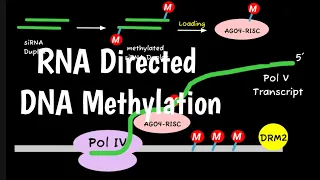 RNA Directed DNA Methylation RdDM