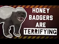 Why Honey Badgers are so Aggressive