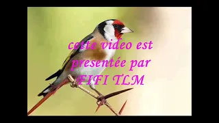 ياالمقنين الزين نعيمة الجزائرية 