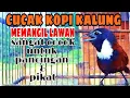 Download Lagu cucak kopi kalung || memanggil pasangan || @IKHSAChannel