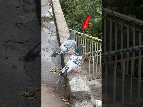 Subscribe #rafayvlog #kabootarba #perciancat #pigeon