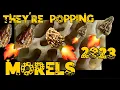 Pop Pop Pop Morels are Here