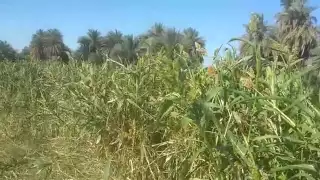 دوله عطا اندا دنقلا  دوله عطا اندا دنقلا