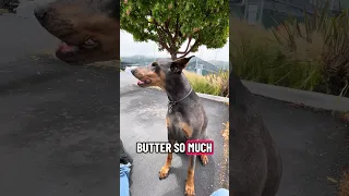 #fyp #dream #pets #doberman #vlog