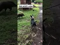 Download Lagu Babi si pelatih anjing
