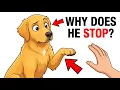 The 3 Seconds Your Dog Watches You Before Making a Decision