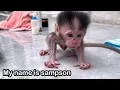 Download Lagu Baby monkey sampson throws a tantrum when he first walks on the floor😀