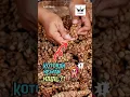 Download Lagu Asal Usul Kopi Luwak Mengejutkan #kopiluwak #halal #shorts
