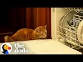 Orange Cat Can't Stop Unlocking And Opening The Dishwasher | The Dodo