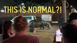 The Town Where Hippos Roam the Streets | S5 E23