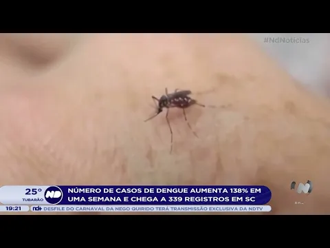 Número de casos de dengue aumenta 138% em uma semana e chega a 339 registros em SC