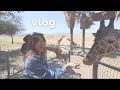 Feeding Giraffes at Palm Springs Korean spa date