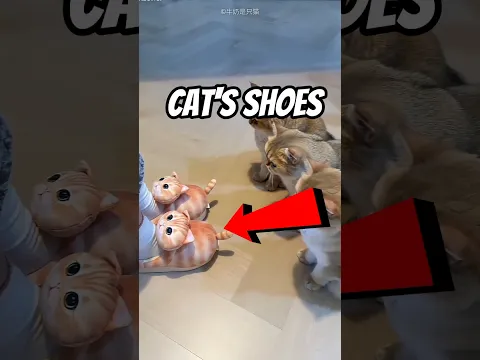 Cat's Shoes 😱