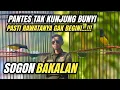 Download Lagu Rawatan Burung SOGON Bakalan || Pemula JAMIN Langsung PAHAM ‼️