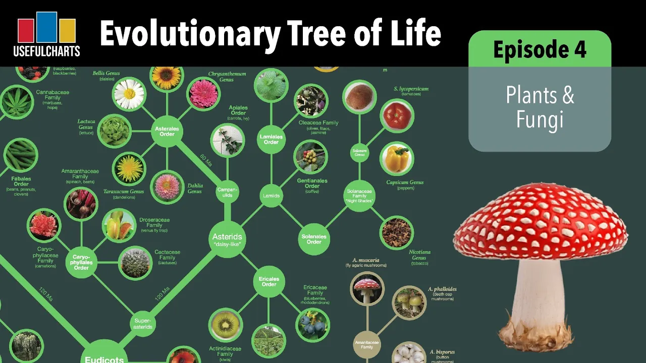 Evolutionary Tree of Life | Episode 4 - Plants & Fungi