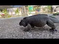My 34 year old Rhinoceros Iguana Cyclura cornu ta his name is Muckey