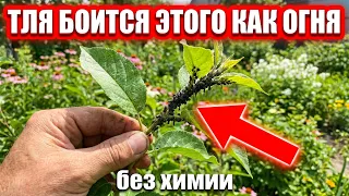 Почему опрыскивание от тли помогает на три дня — и что делать вместо этого