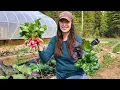 Download Lagu Summer Has Arrived – Early Garden Harvest, Spruce Tips \u0026 Tasting Smoked Beaver