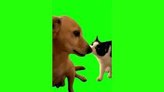 Cat (Sus/Suspicious) - Green Screen