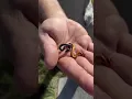 Download Lagu Smallest Snake on Earth 😱 #shorts