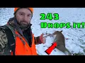243 Rifle Deer Hunting Deer Drops In ITS TRACKS