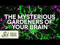 Glia Are Your Brain s Most Mysterious Cells