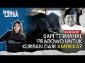 Download Lagu Sapi 'Sultan' Prabowo Seberat 1,2 Ton di Sragen Dipantau 8 CCTV, Sapi Naturalisasi dari Amerika