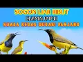 Download Lagu SUARA SOGON LIAR RIBUT PALING AMPUH