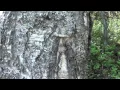 Birch and Aspen - Some Differences in the Bark