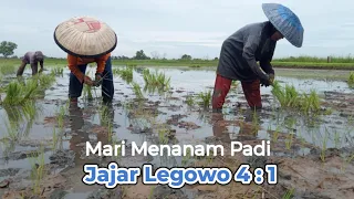 Download Tanam padi dengan Jajar legowo 4:1. varietas nutri zink MP3