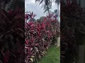 Download Lagu CARA MERAWAT DAN PERBANYAK HANJUANG MERAH !!