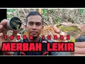 Download Lagu Tahan Jebak Merbah Lekir