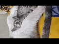 Mother sleeping n daughter enjoying mothers warmth