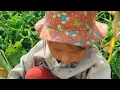 Lagu Baby Anh Collects Corn to Feed Chickens at Home | Little Anh Survival Life