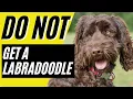 7 Reasons You SHOULD NOT Get a Labradoodle