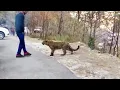 Best Moments Of Animals That Asked People for Help in 2022 !