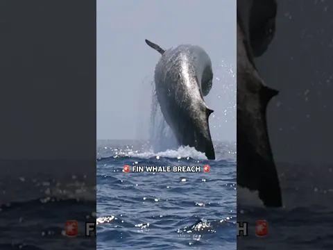 Incredibly rare Fin Whale breach captured in San Diego with Gone Whale Watching!