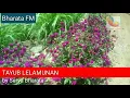 Download Lagu Tayub Lelamunan