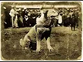 Download Lagu Hachiko, more than a story