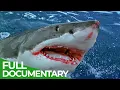 Sharks Attack - When Worst Fears Become Reality Free Documentary Nature