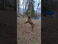 Old Family Reds Rhino Kennels KINGPIN Working Out