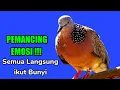 Download Lagu Pemancing Emosi...!! Semua Langsung Bunyi. PANCINGAN TEKUKUR AGAR BUNYI